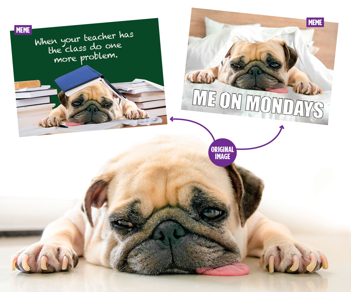 Composite of tired dog with two memes about the dog