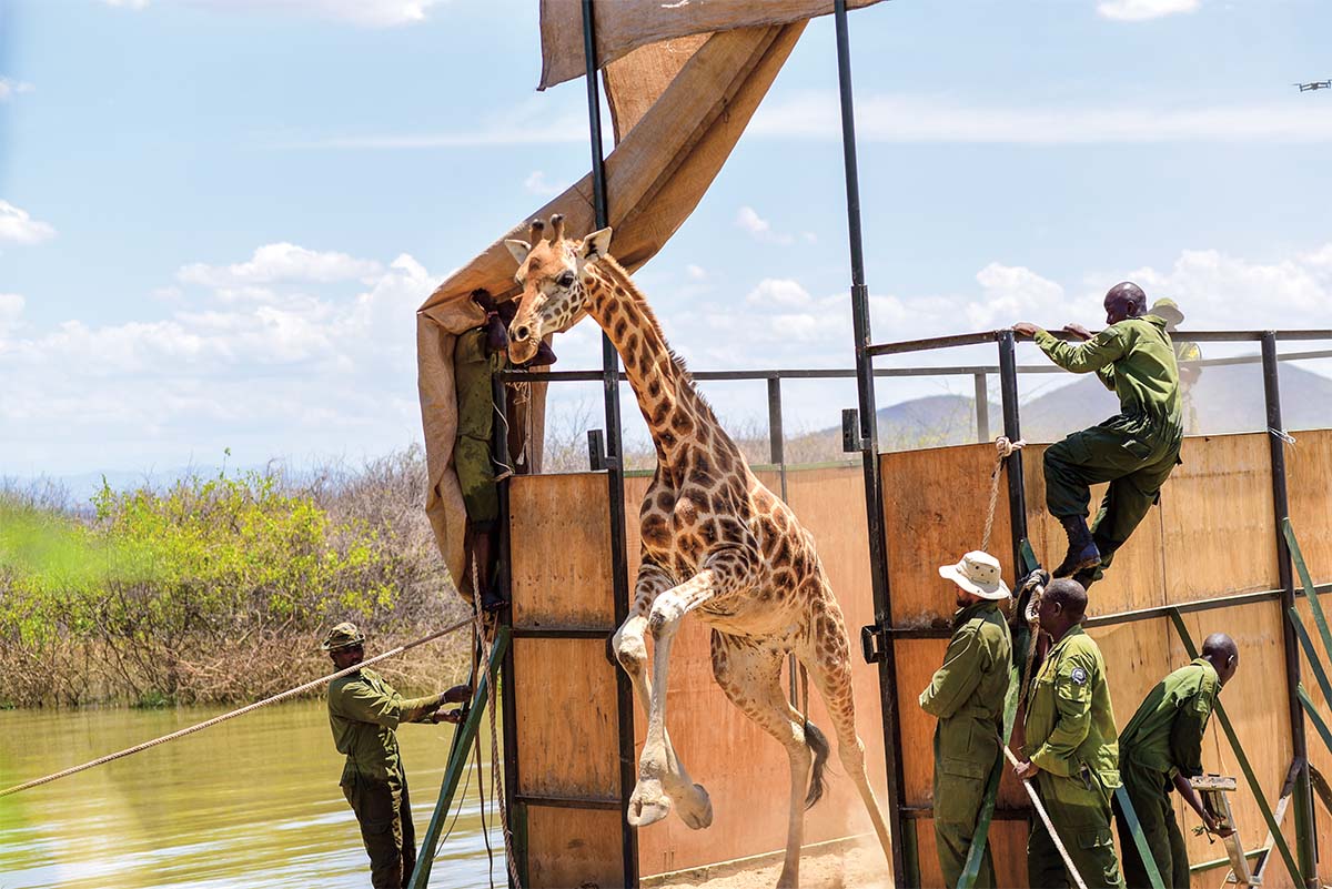 An eager giraffe being released from the raft crate