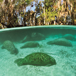 Photo of manatees underwater