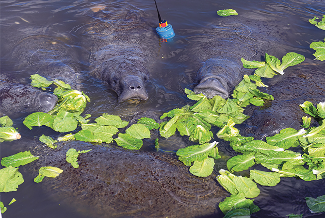 Enlargeable photo of a group of manatees feeding on lettuce