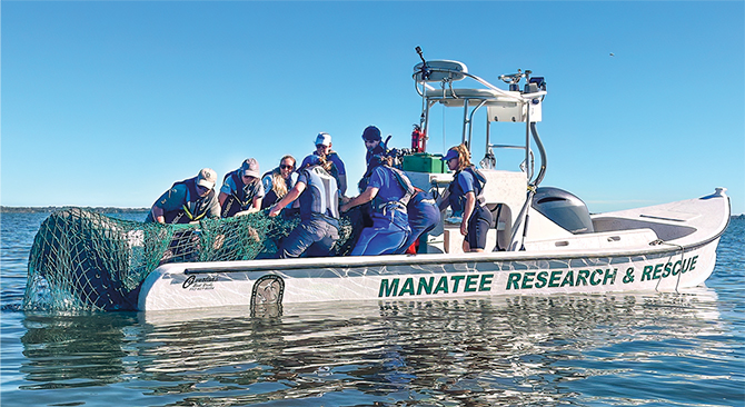 Enlargeable photo of boat labeled, Manatee Research and Rescue with crew members pulling up manatee