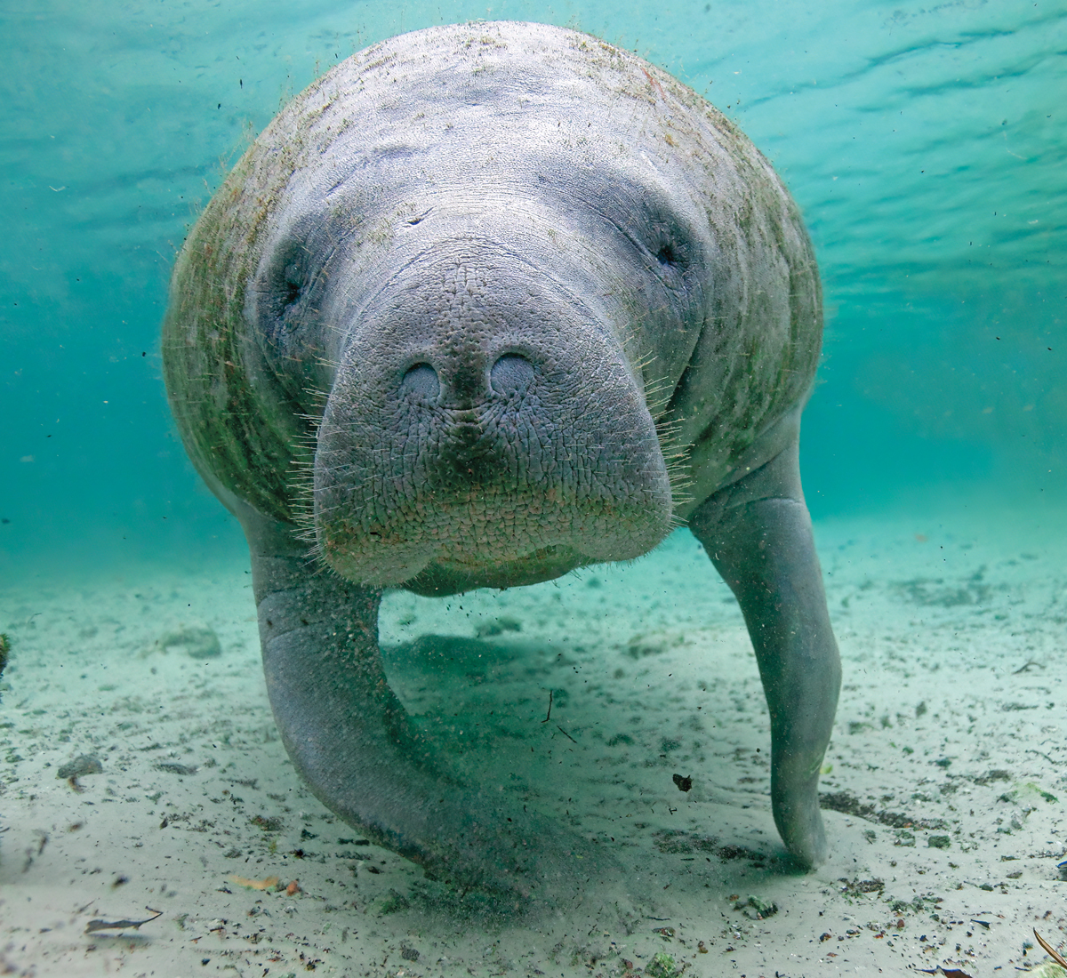 Photo of a manatee underwater