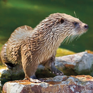 Photo of an otter just out of the water and standing on rocks