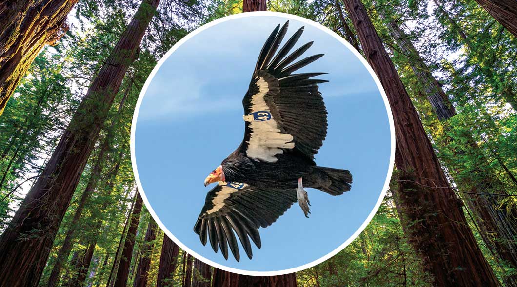 Image of a condor flying in sky above tall trees